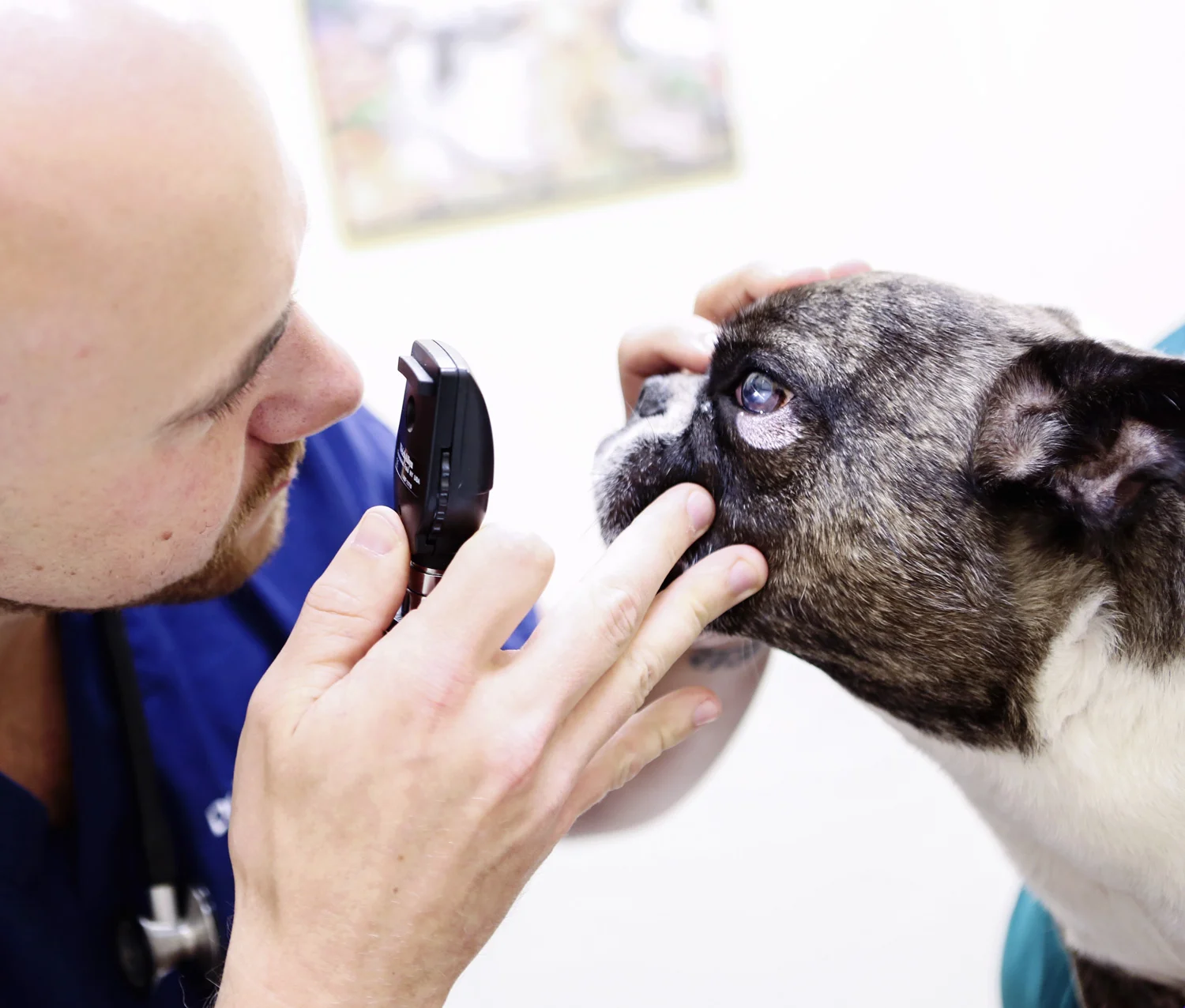 daniel island veterinary