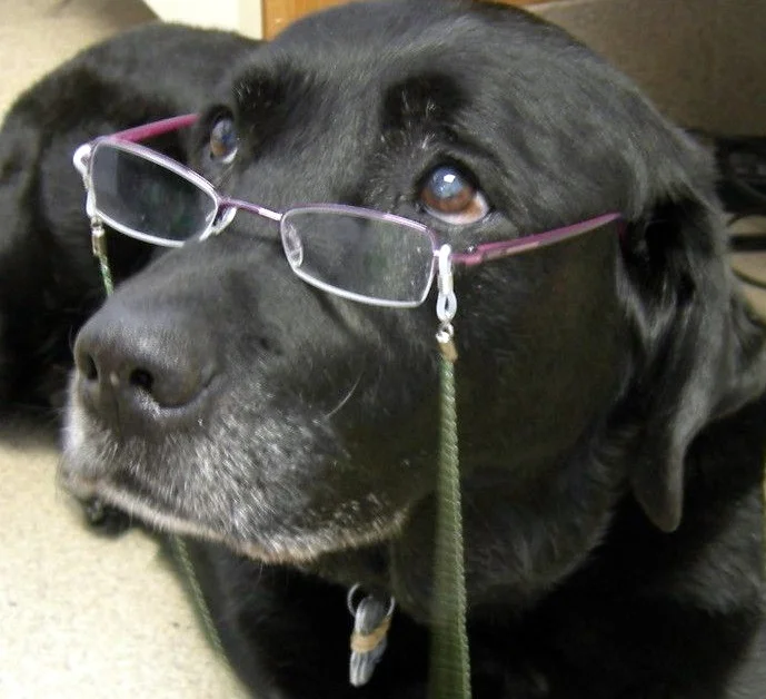 senior-pet3.jpg