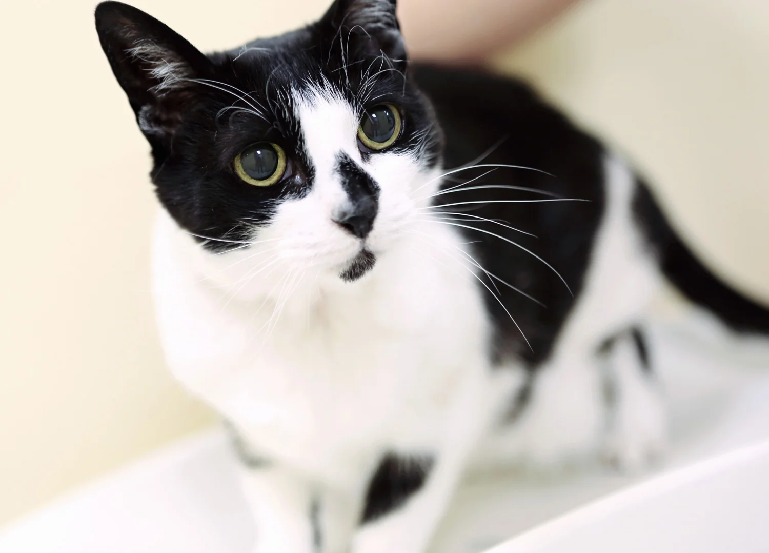 hyperthyroidism in cats medication cost