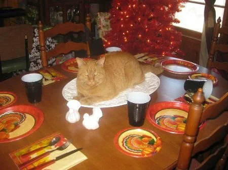 Flower Cat Food Drive