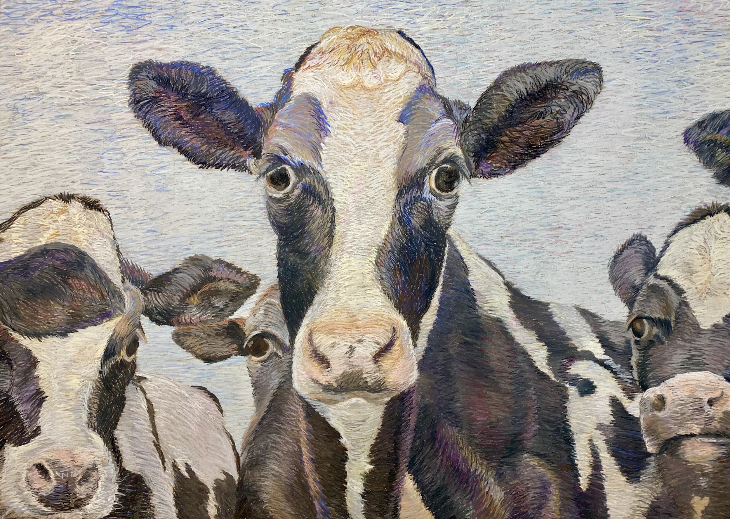 5 Cows.jpeg