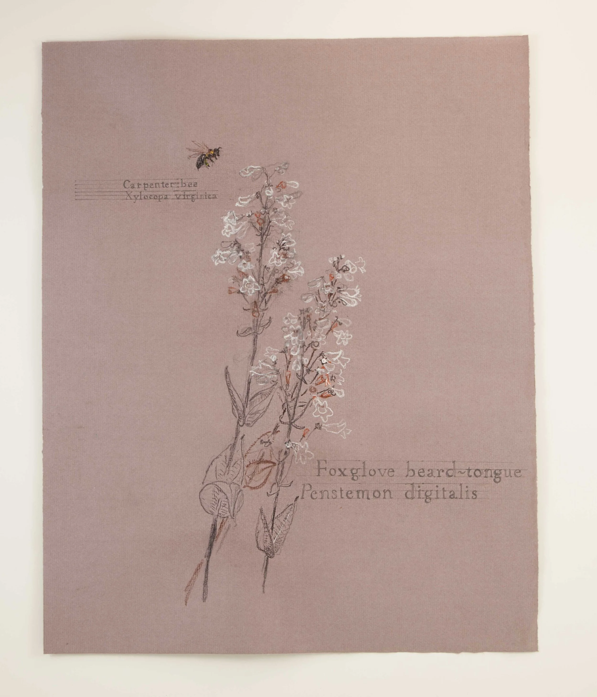 Foxglove & Bumblebee meet in the meadow