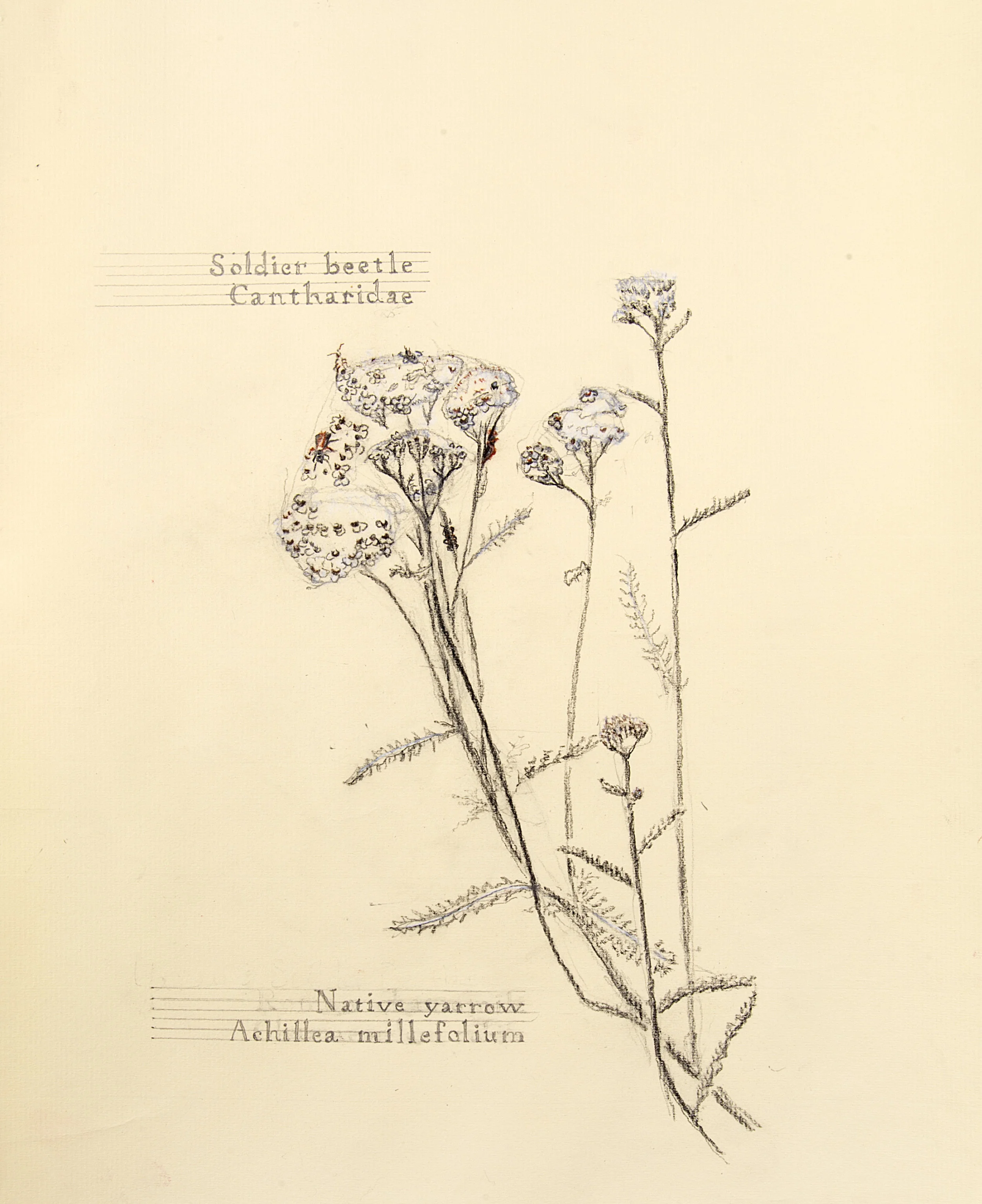 Soldier beetle and native yarrow