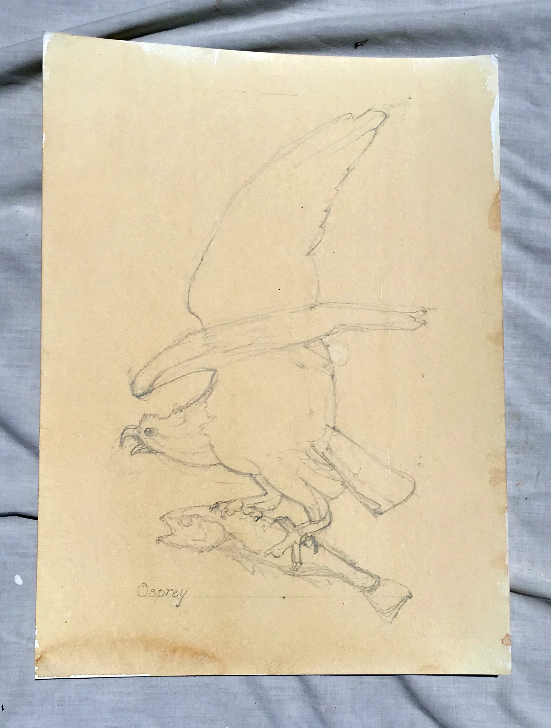 Study series of J.J. Audubon