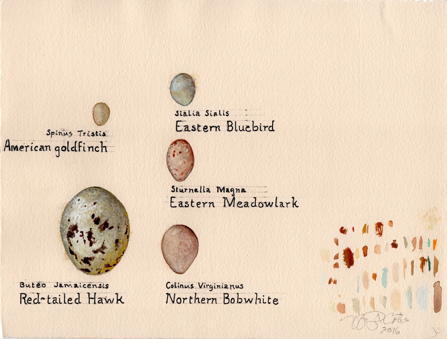 Eggs of birds native to North Carolina grasslands