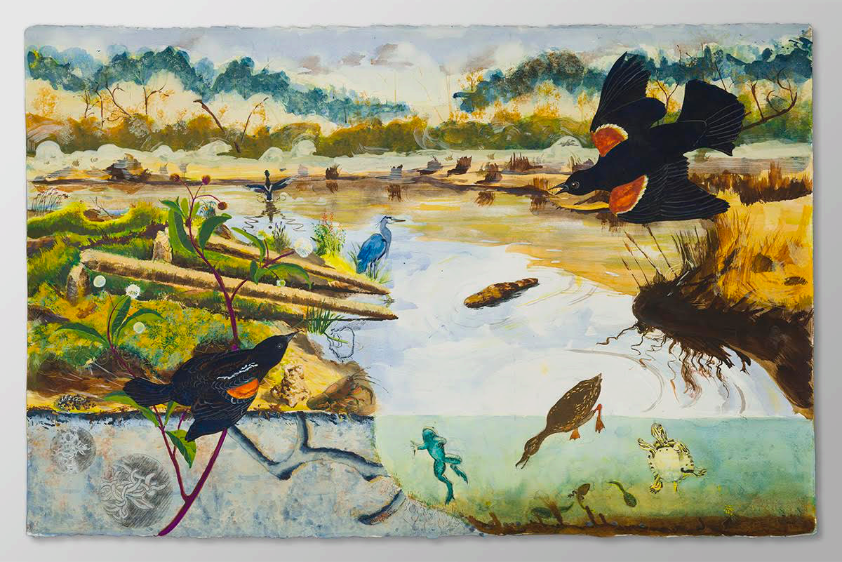 Reynolda Wetlands- One year of looking