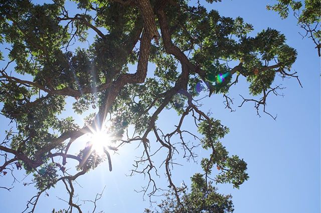 Trees are people too. Ok, they’re not, but they often show more maturity.