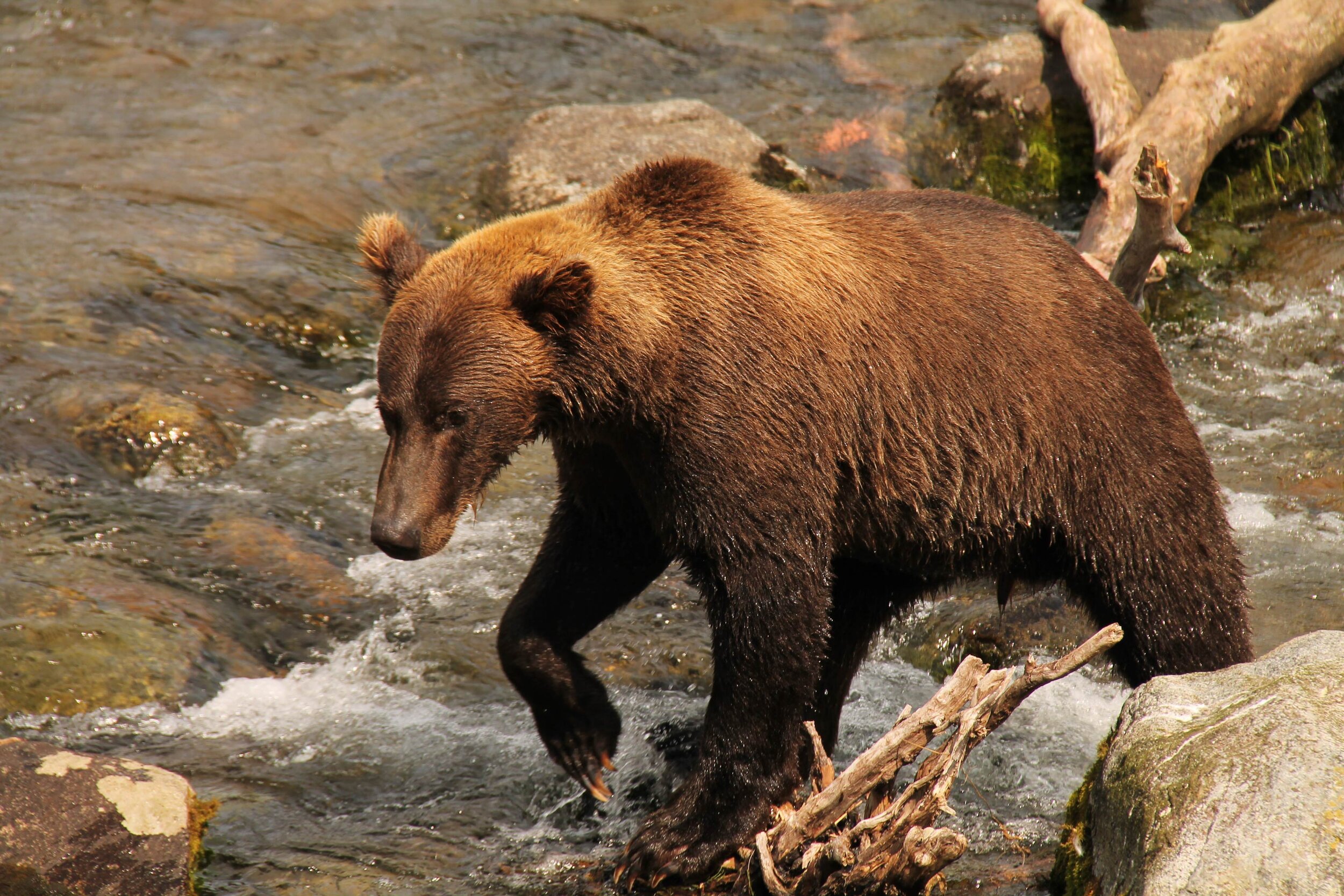  A brown bear wades through the Brooks River.  