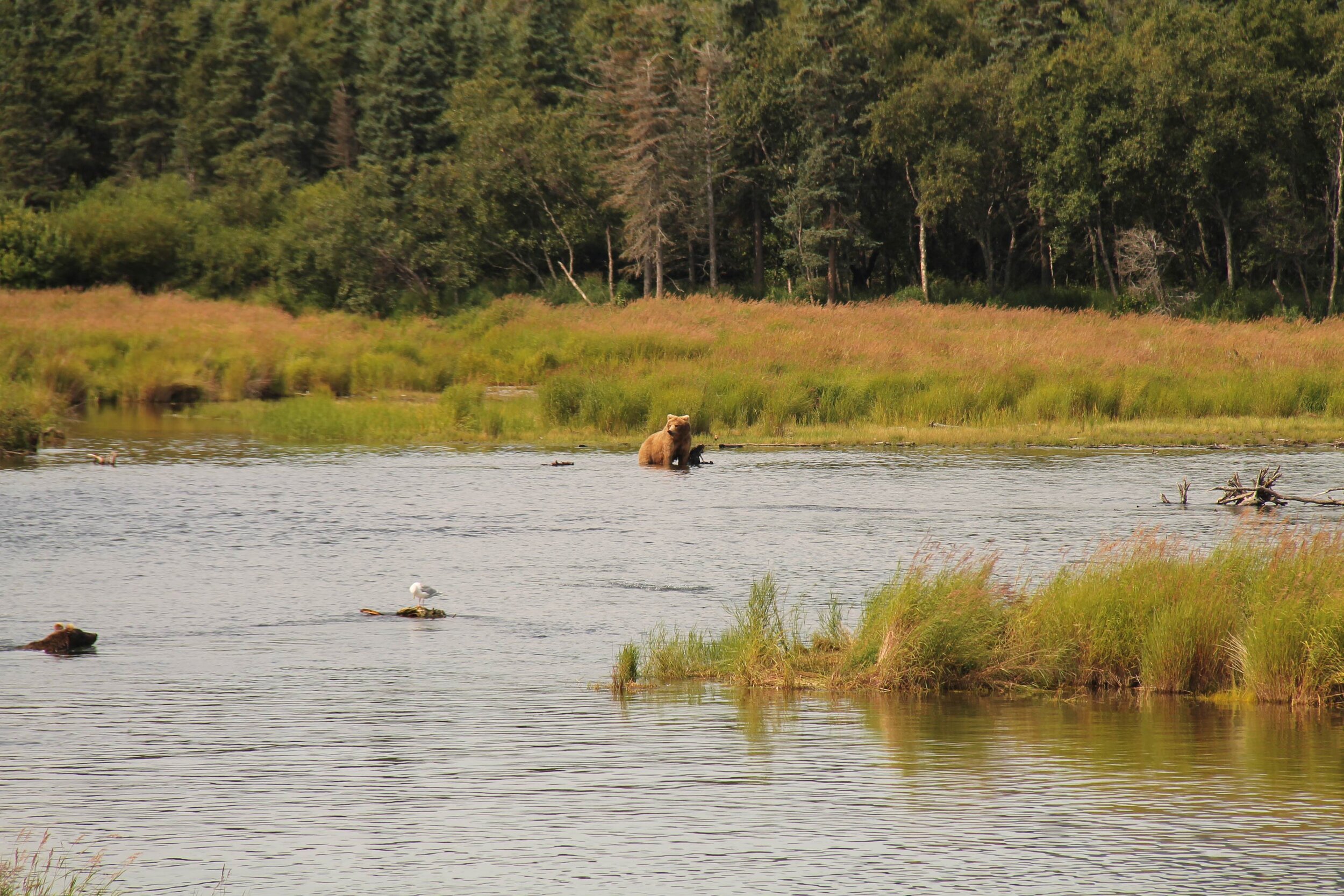 An Alaskan landscape featuring a forested background with two brown bears swimming in a body of water and a gull perched on a floating log.  