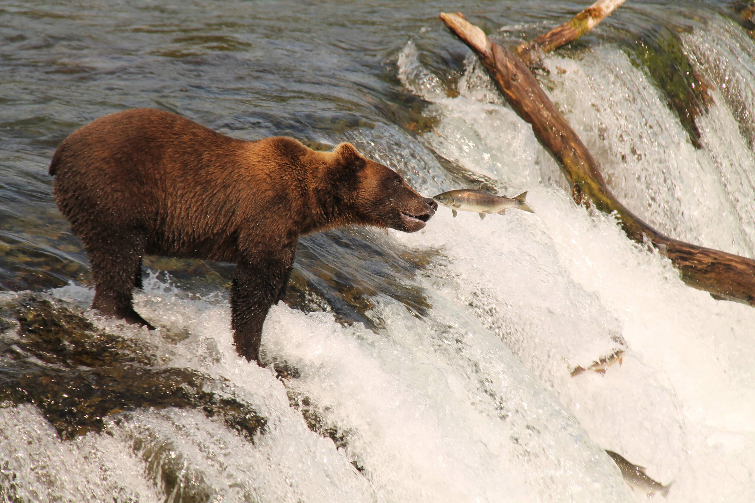  A brown bear catching salmon at Brooks Falls.  
