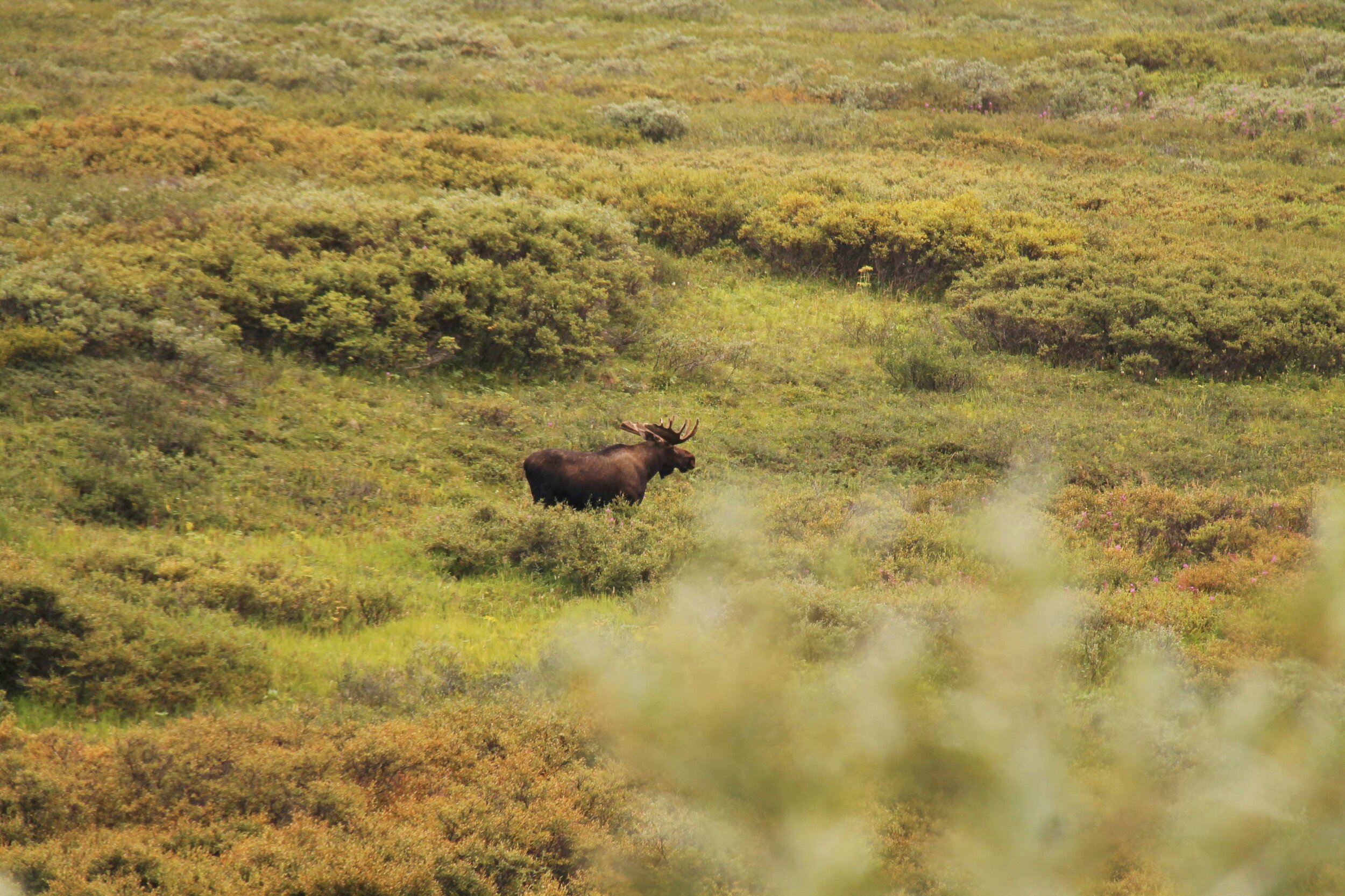  A male moose with antlers standing in a sea of green vegetation.  