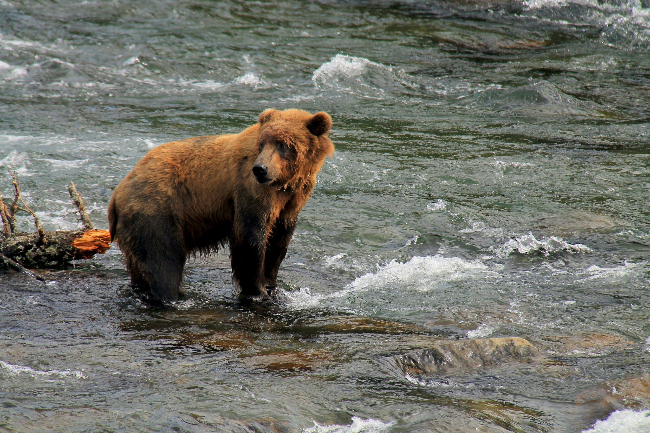  A brown bear standing on a rock in Brooks River.  