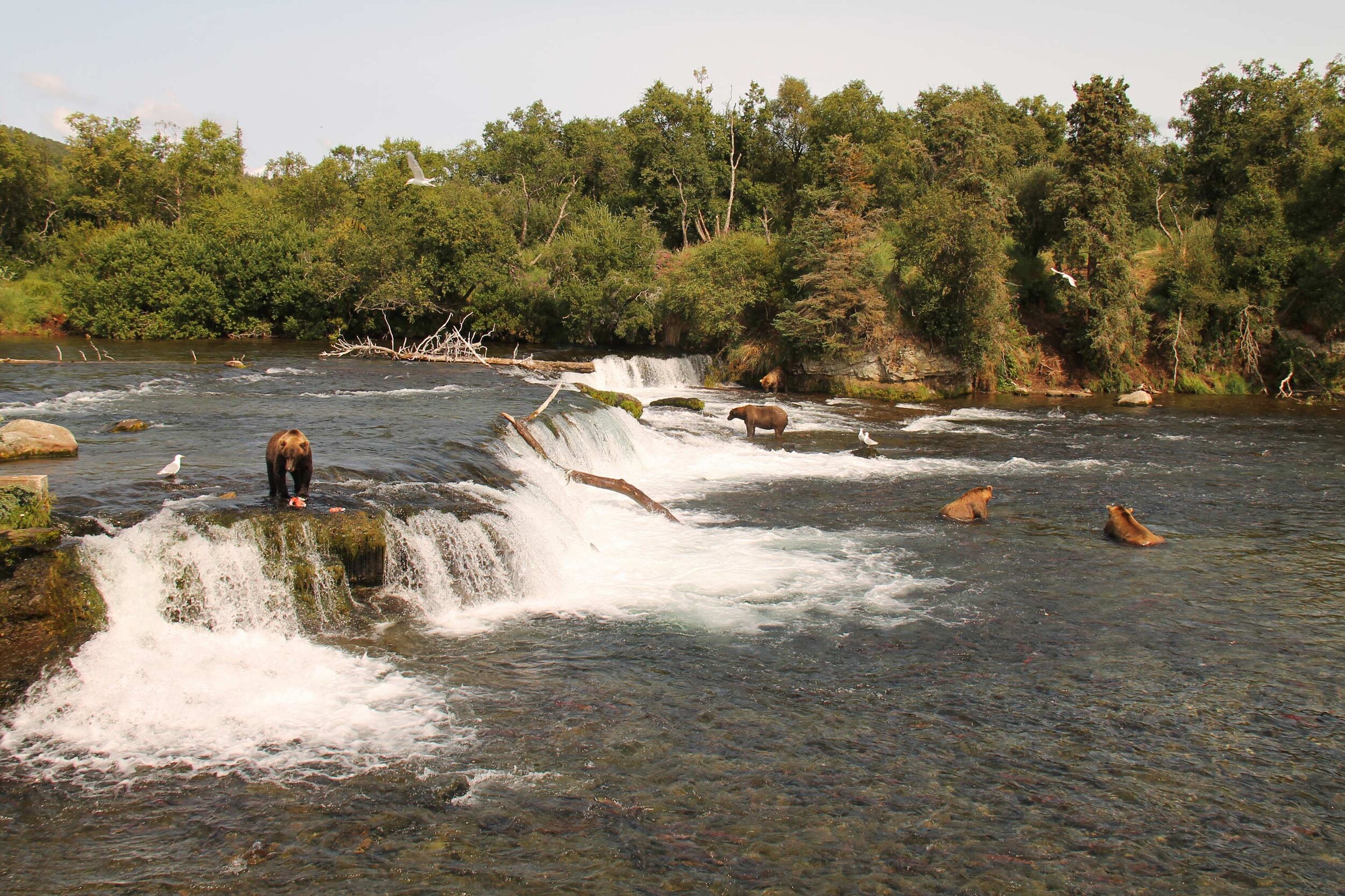  Five brown bears feeding at Brooks Falls.    