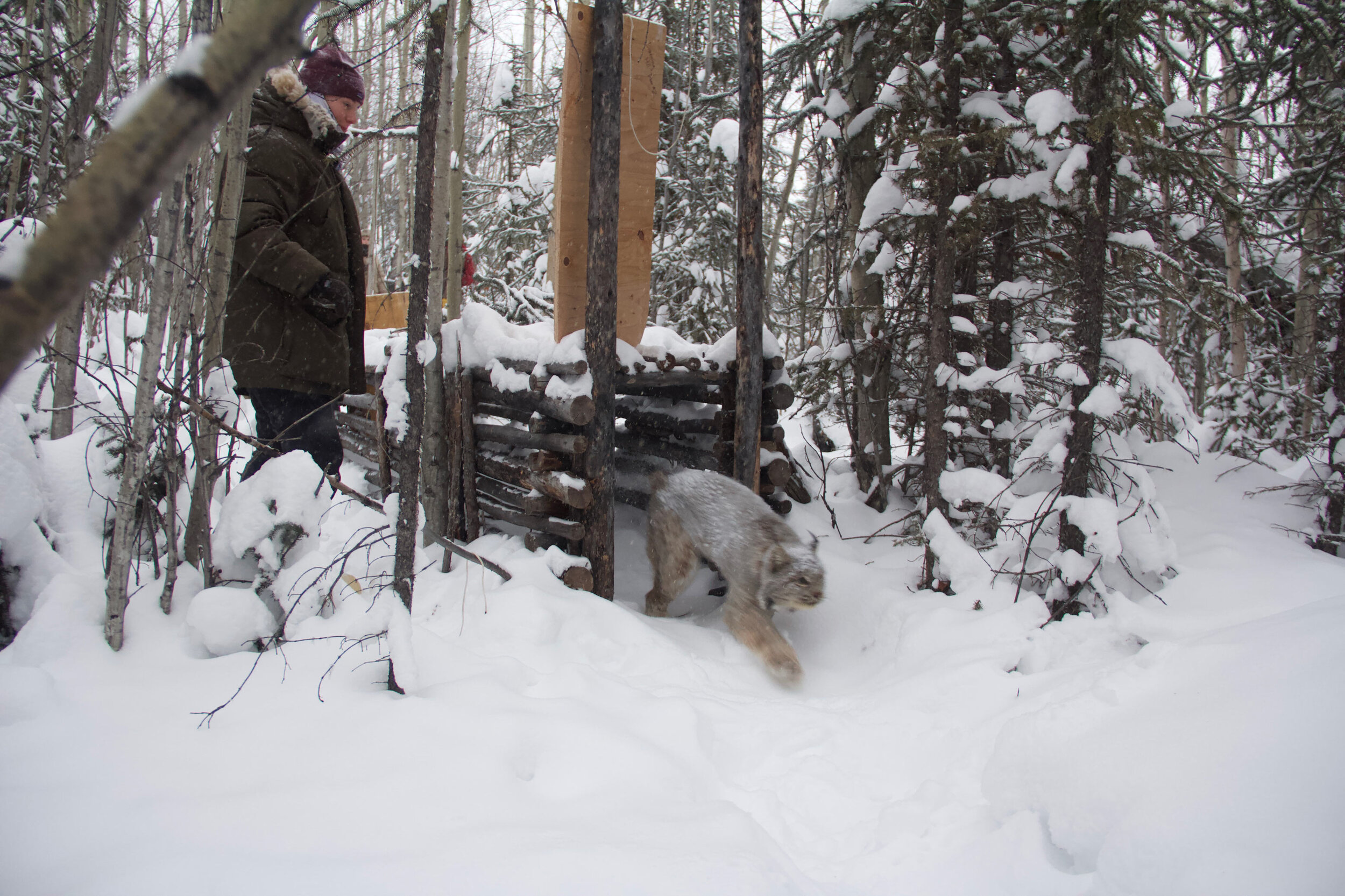  A biologist lifts the door to a log-cabin style  humane trap as a lynx darts out. Biologists use these traps to collar lynx and study their movements throughout the landscape.  