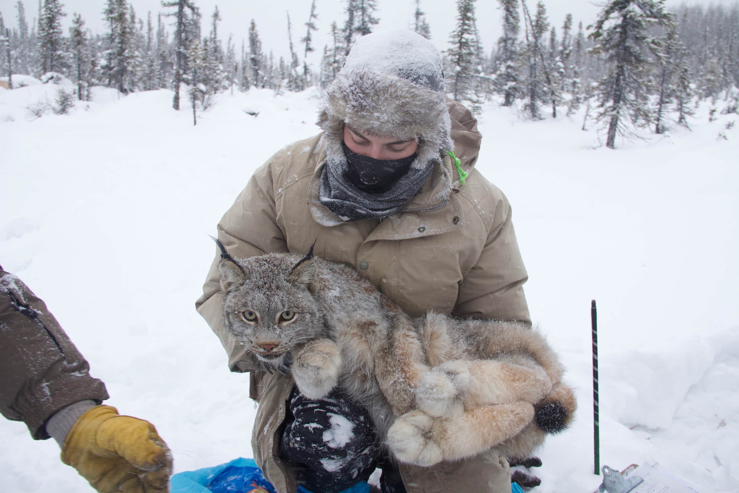  A biologist holds an anesthetized lynx after collaring her. The lynx was safely released and biologists can now track her movements.  