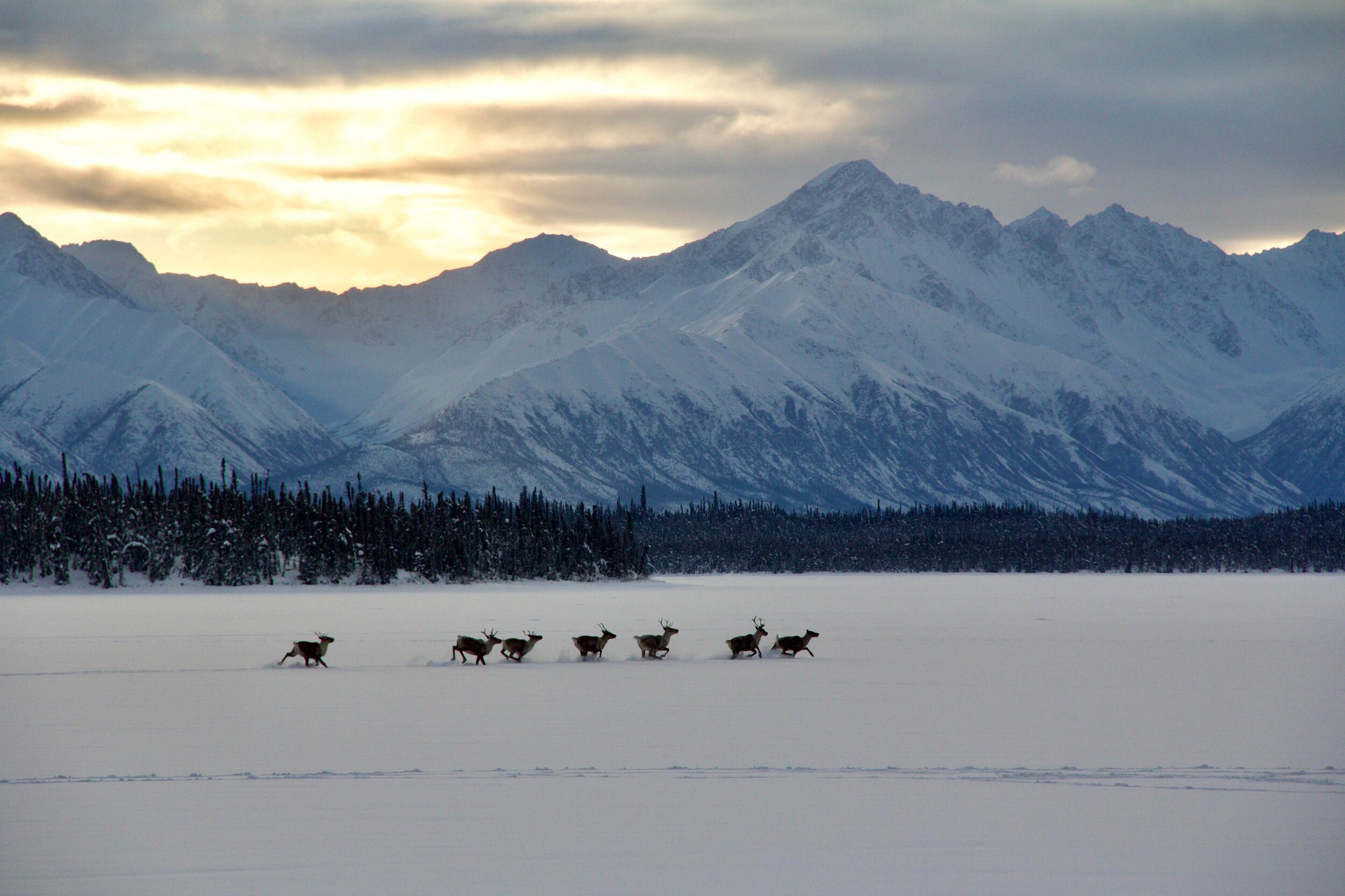  Seven caribou sprint across a snow covered landscape as the sun falls behind a mountain range.  