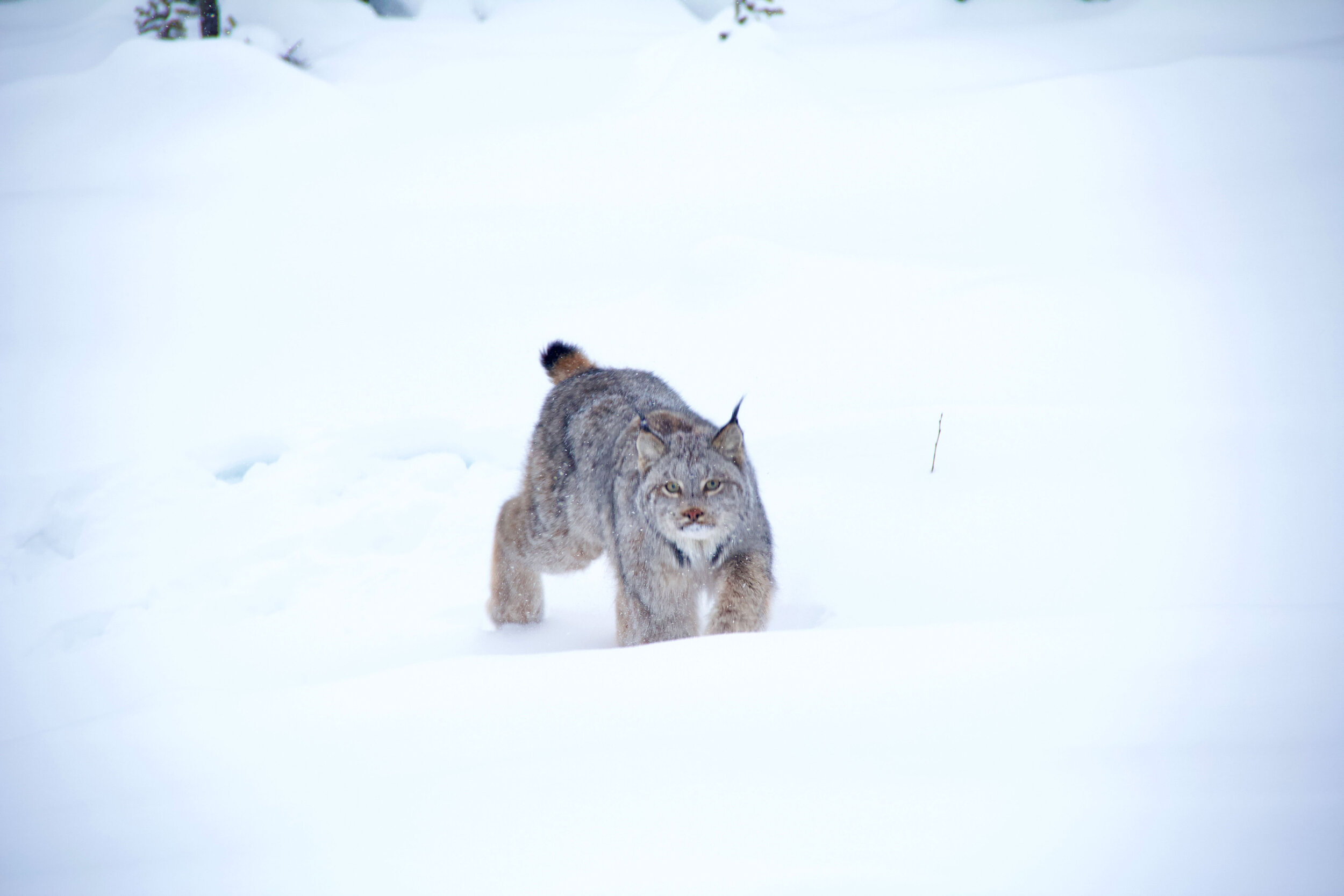  A female lynx moving through snow toward the viewer.  