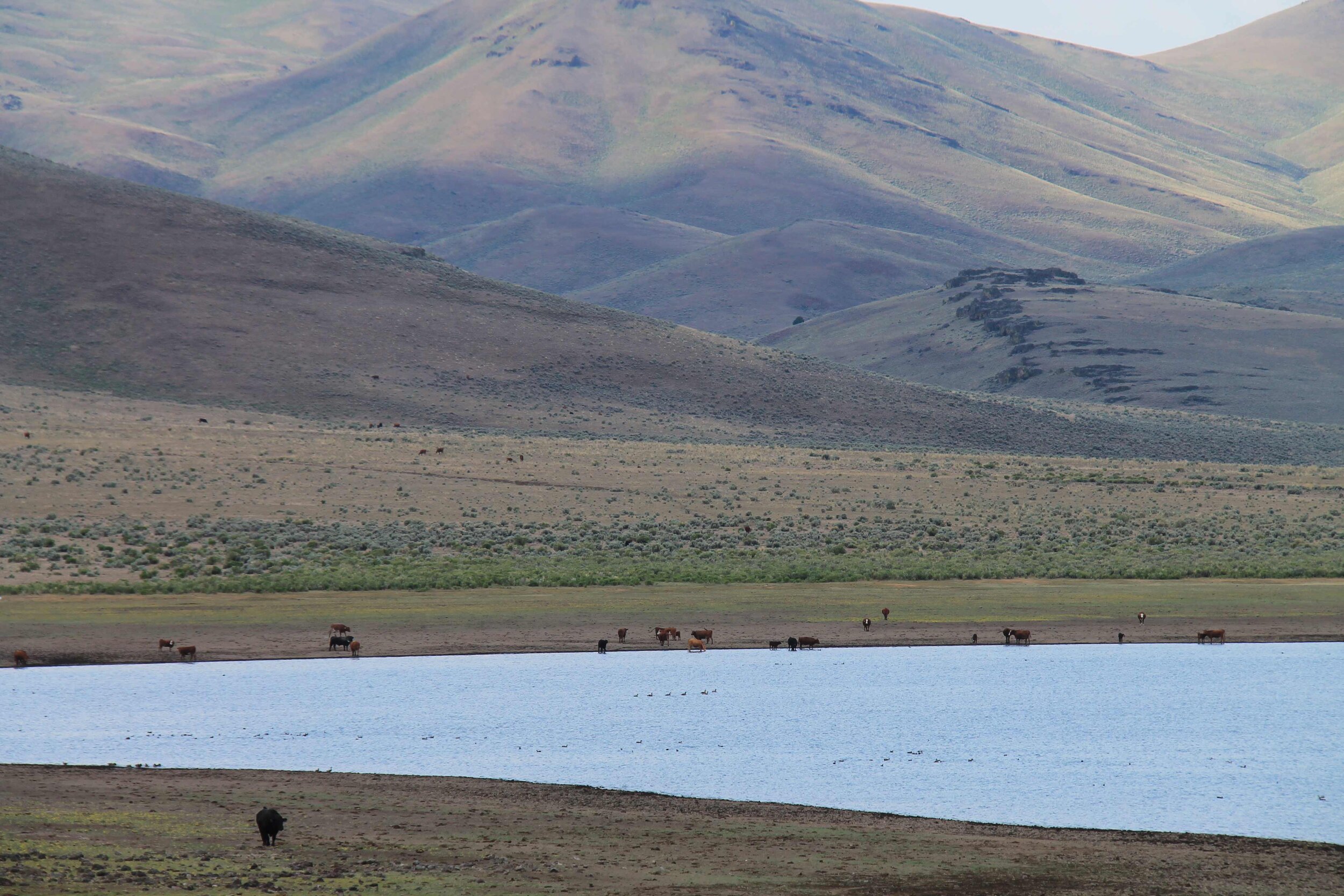  Several dozen cows standing on the shore of a lake at the base of mountains.  