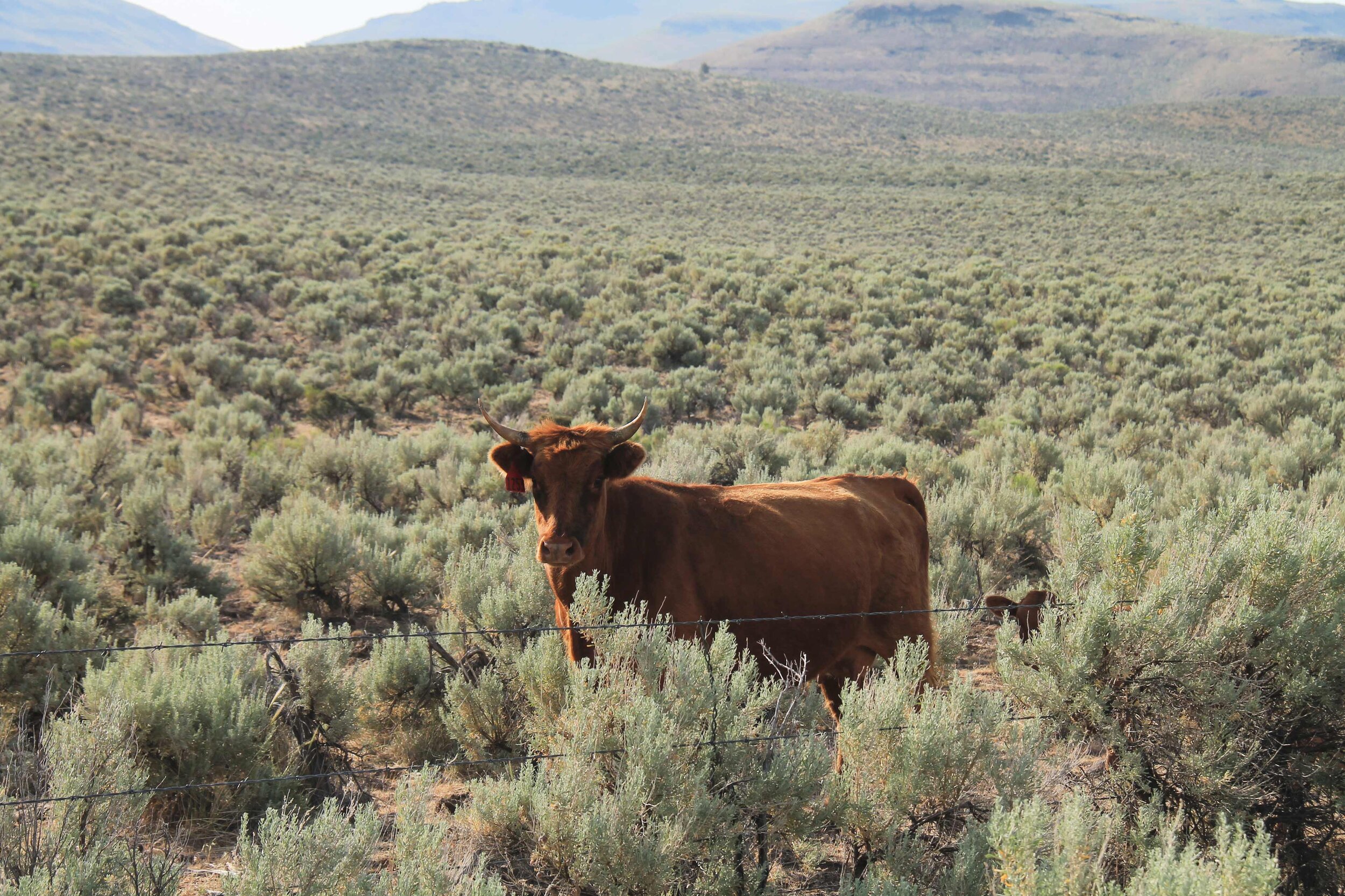  A brown cow with horns stands in a vast sagebrush landscape. 