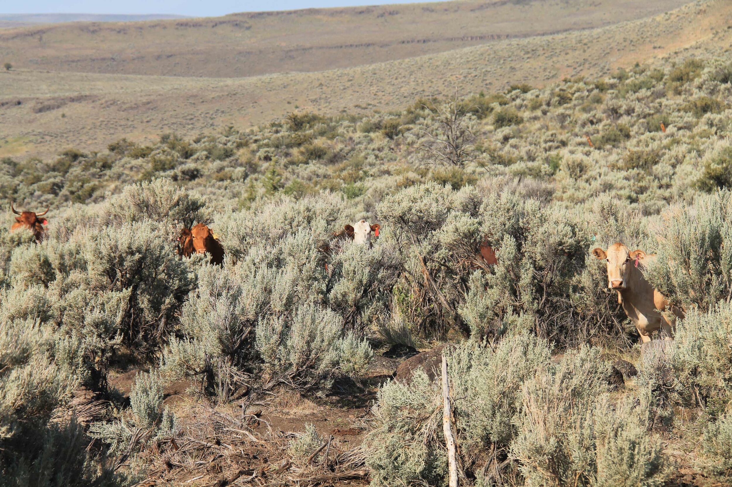  Four cow heads peering out of sagebrush.  