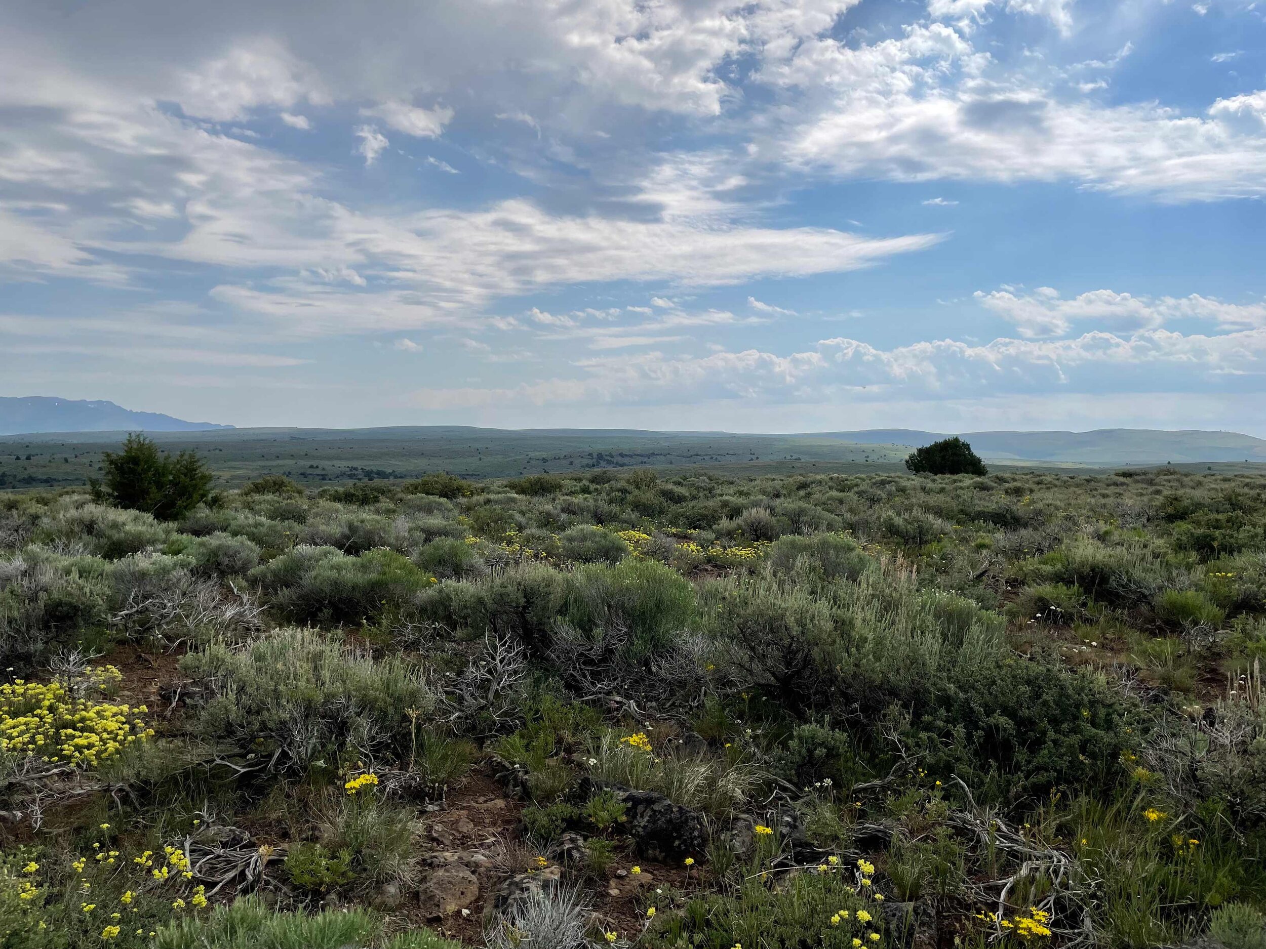  Rolling hills of sagebrush and yellow wildflowers under a blanket of white clouds hanging in a blue sky.  