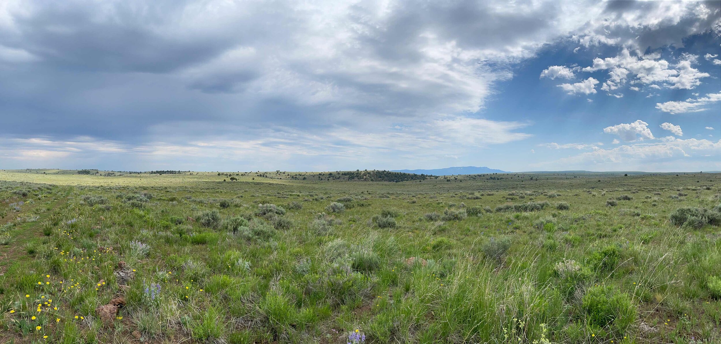  Panorama of green grasslands beneath grey clouds.  