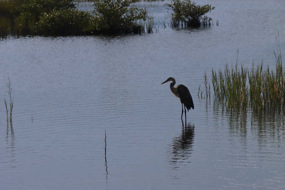  Great blue heron wading in the salt marsh  (Merritt Island NWR)   