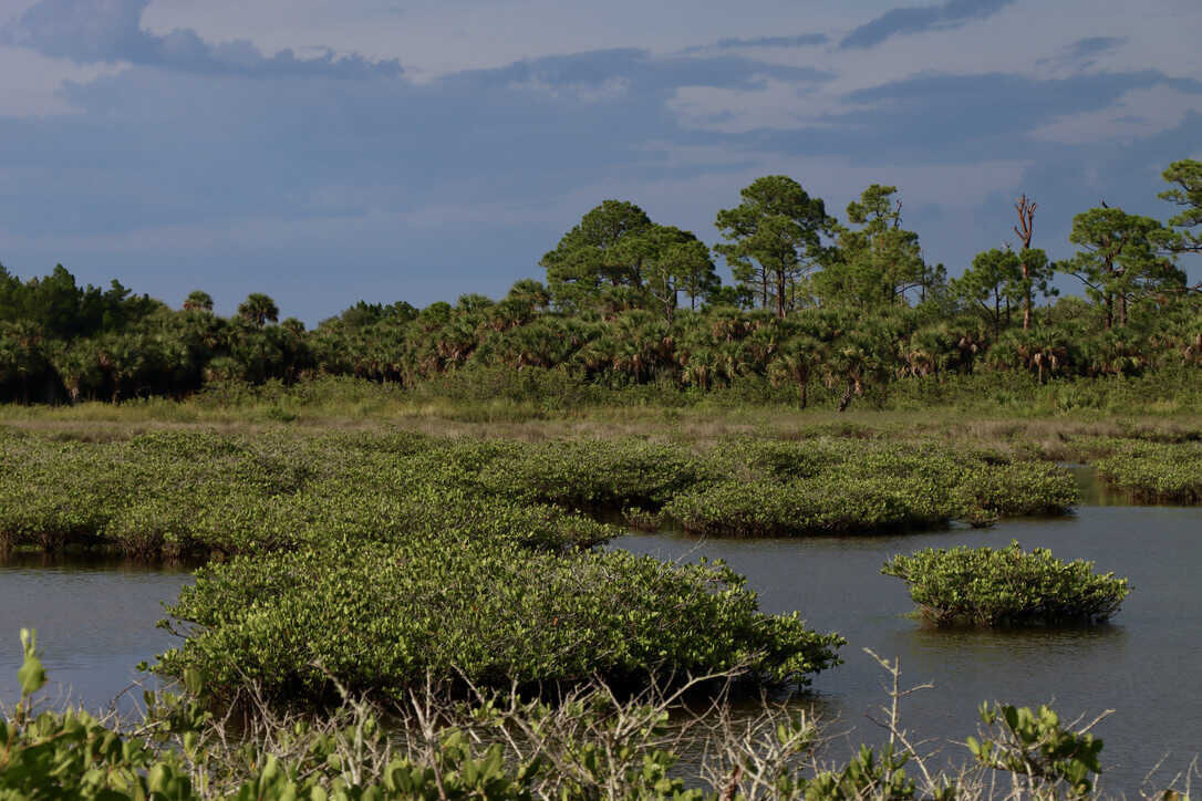  Salt marsh of Merritt Island NWR 