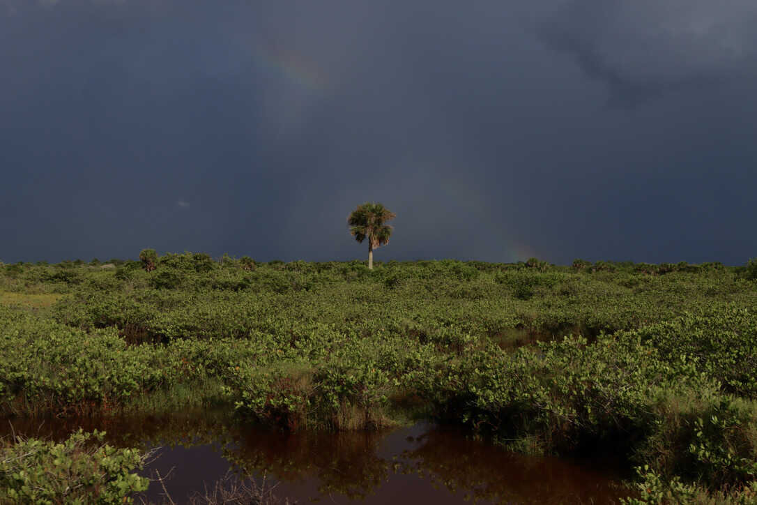  Dark skies over a salt marsh  (Merritt Island NWR) 