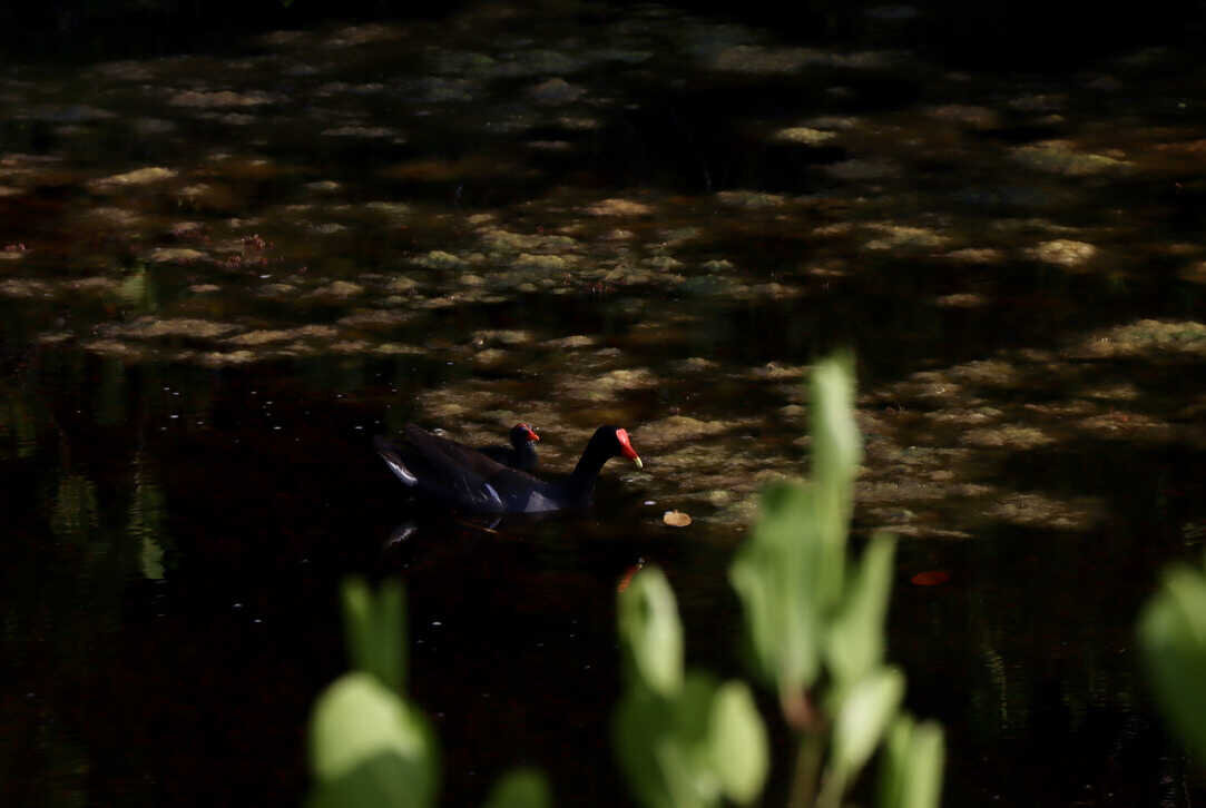  Common Gallinule with her chick   (Merritt Island NWR) 