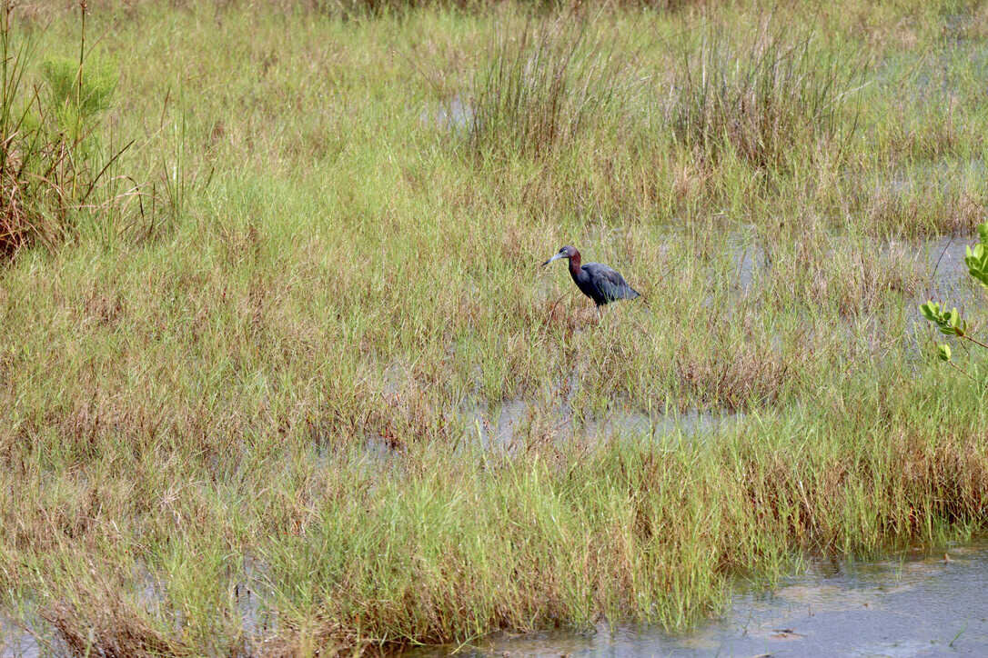  Little blue heron wading in the marsh  (Merritt Island NWR) 