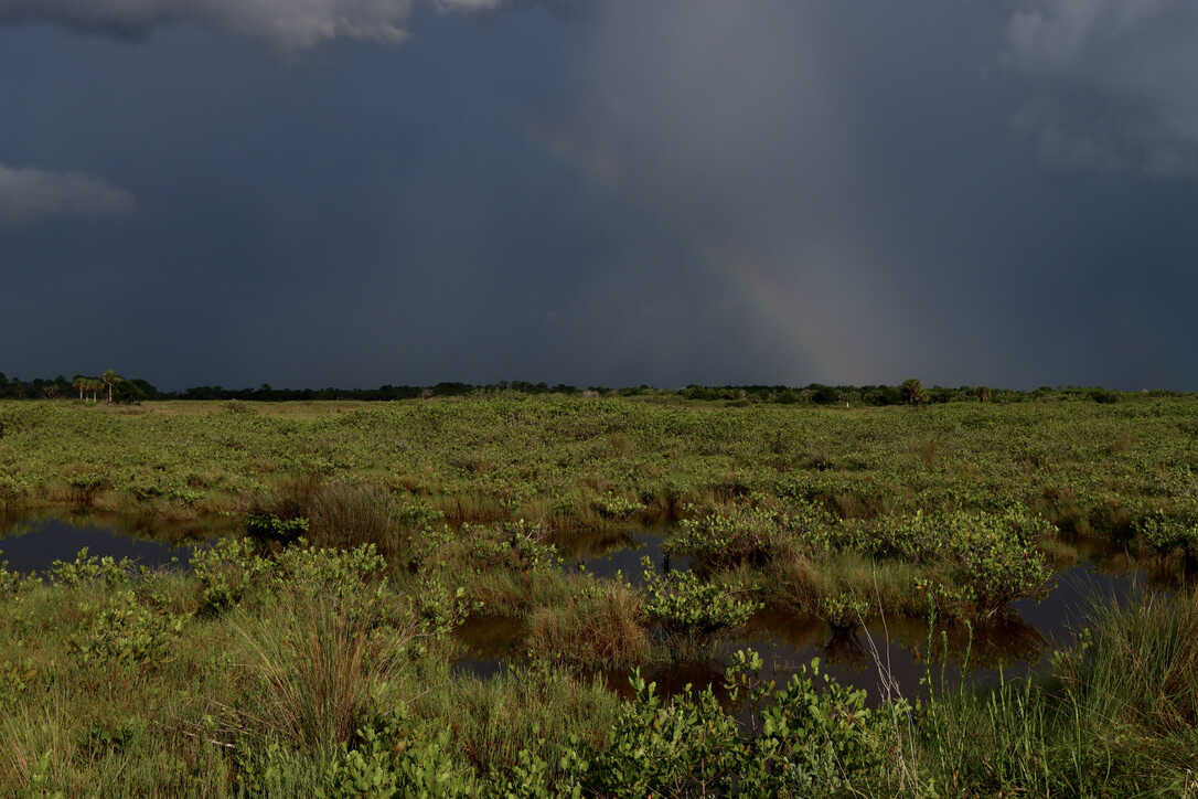  Partial rainbow over a mangrove salt marsh   (Merritt Island NWR) 
