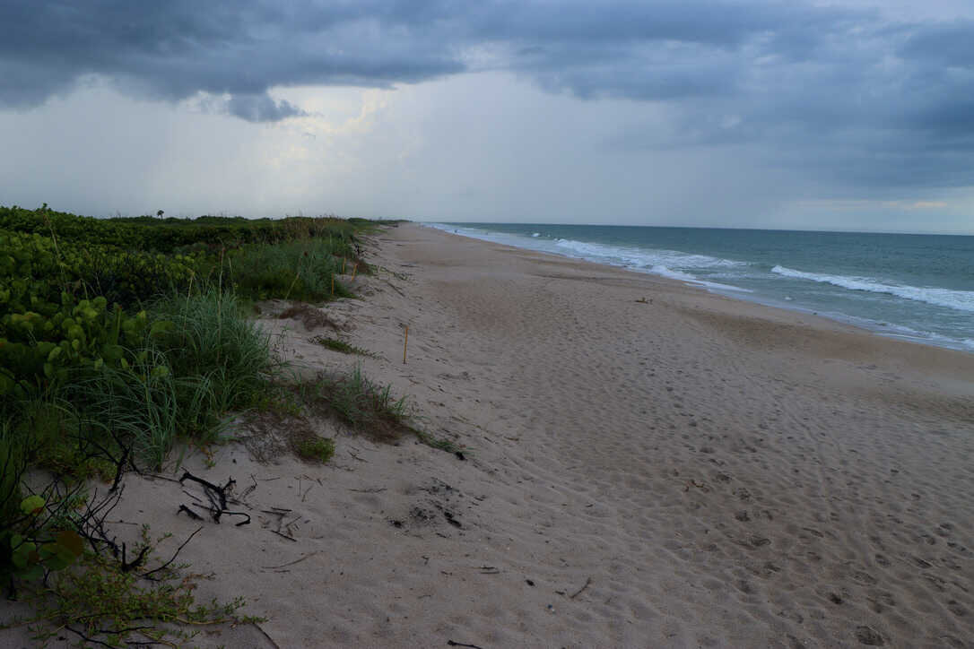  Miles and miles of intact coastline   (Merritt Island NWR) 