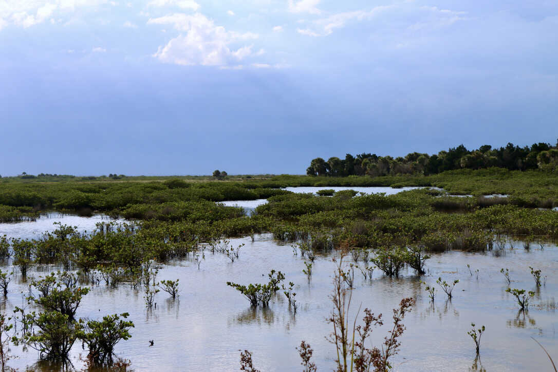  Mangrove salt marsh   (Merritt Island NWR) 