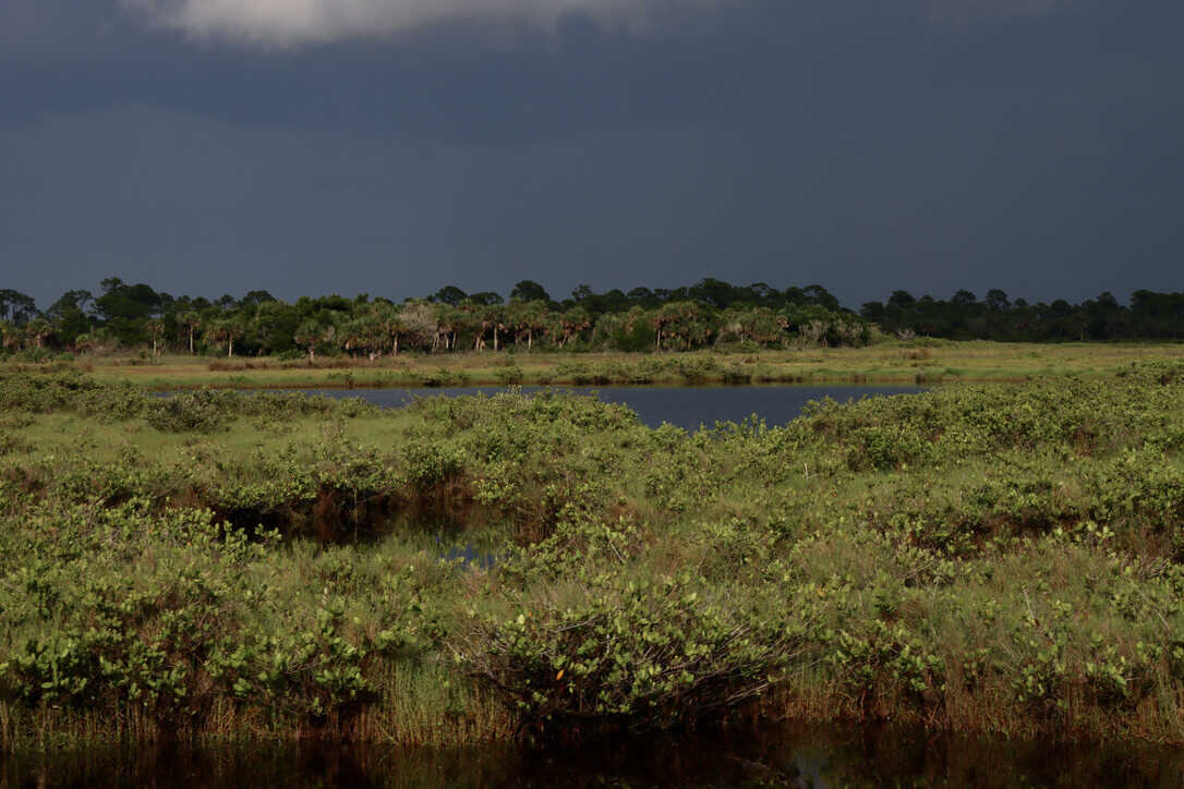  Dark skies over a mangrove salt marsh   (Merritt Island NWR) 