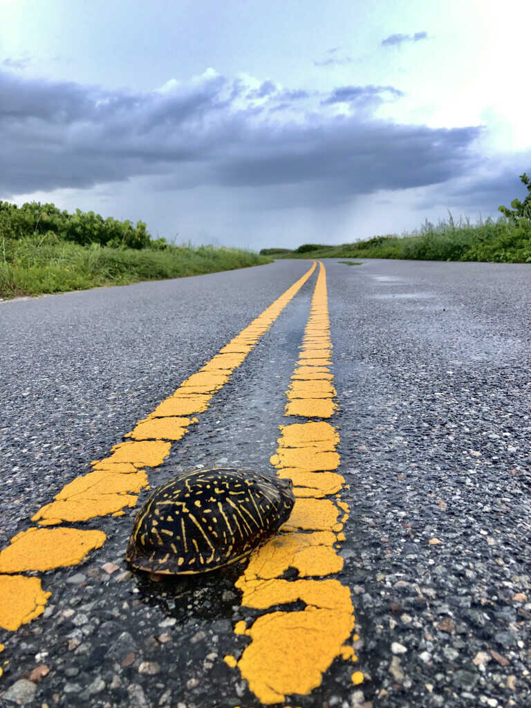  A Florida box turtle crossing the road   (Merritt Island NWR) 