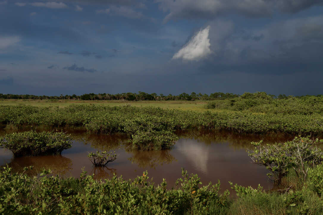  Dark skies over a mangrove salt marsh   (Merritt Island NWR) 