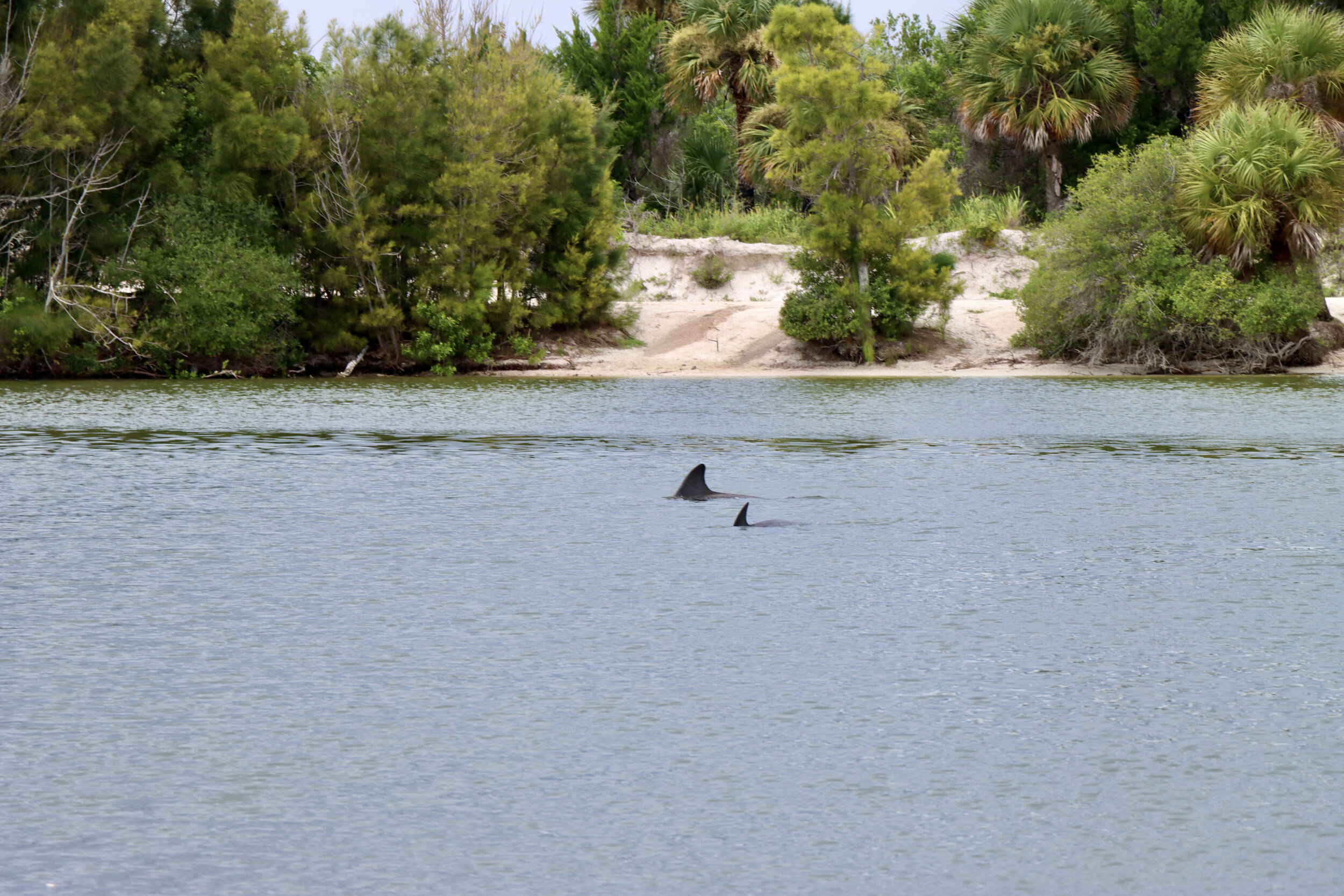  A mother dolphin with her calf spotted hanging around the boat ramp at Merritt Island NWR.   