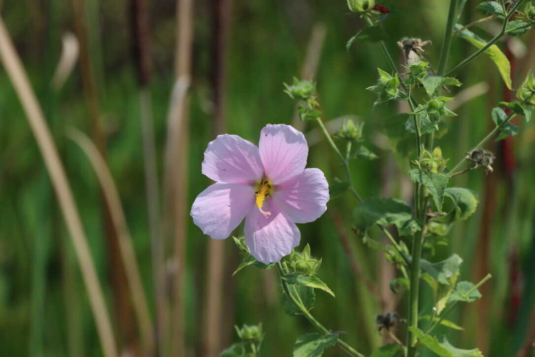  Swamp rose mallow  (Lake Woodruff NWR) 