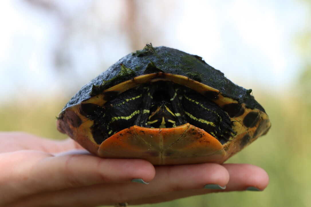  A young Florida red-bellied cooter  (Lake Woodruff NWR) 