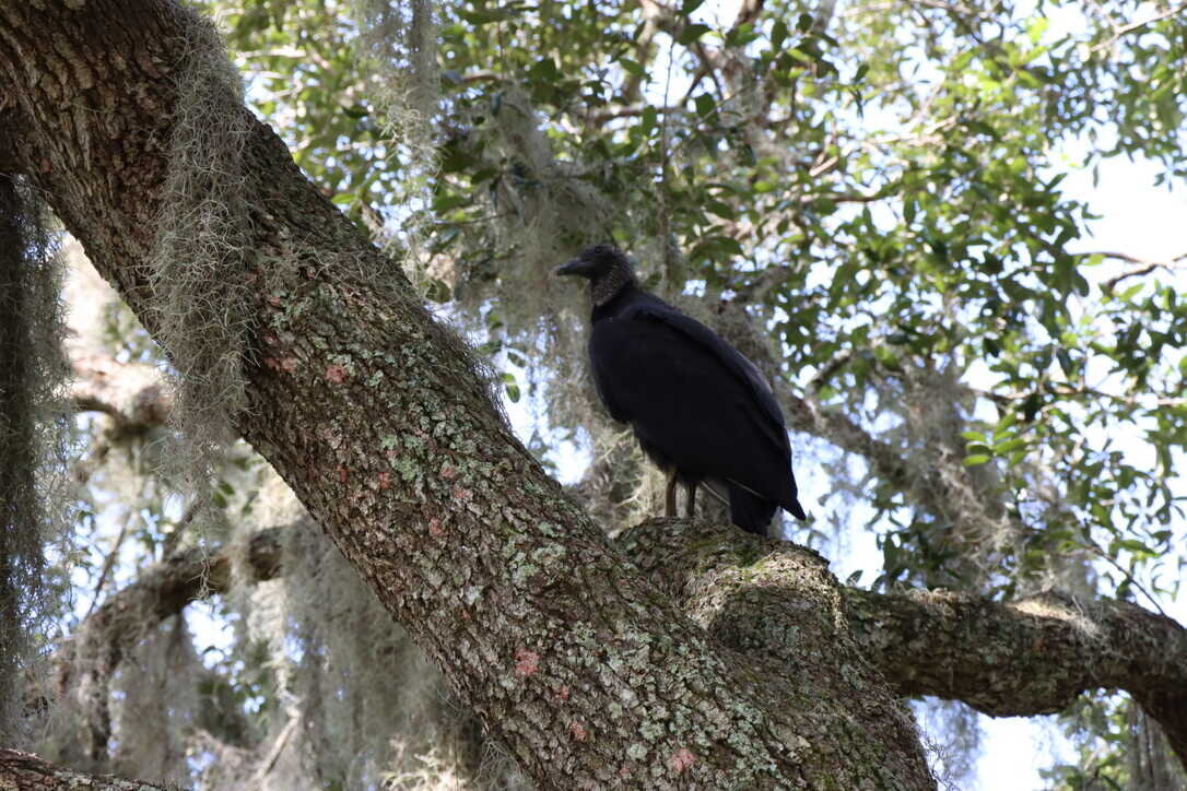  Black vulture   (Lake Woodruff NWR) 