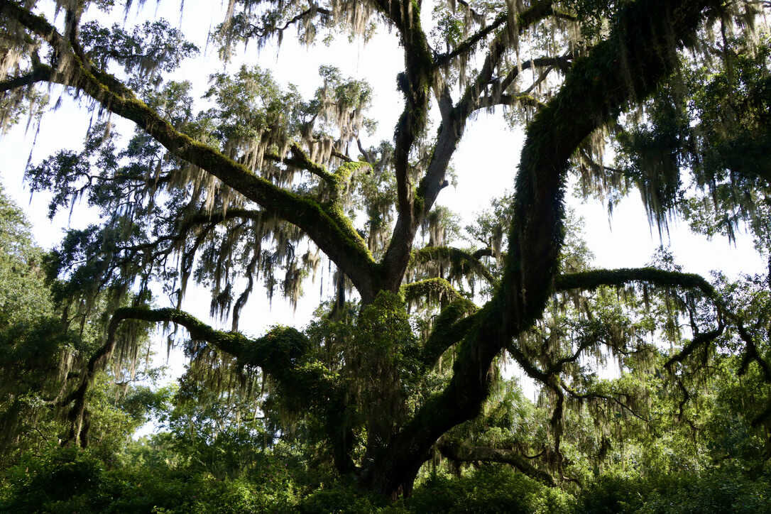  Spanish moss dripping from a large live oak tree with resurrection fern lining the tree limbs   (DeLeon Springs State Park) 