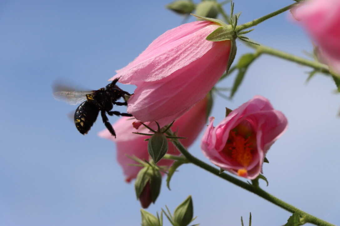  Bumble bee pollinating swamp rose mallow  