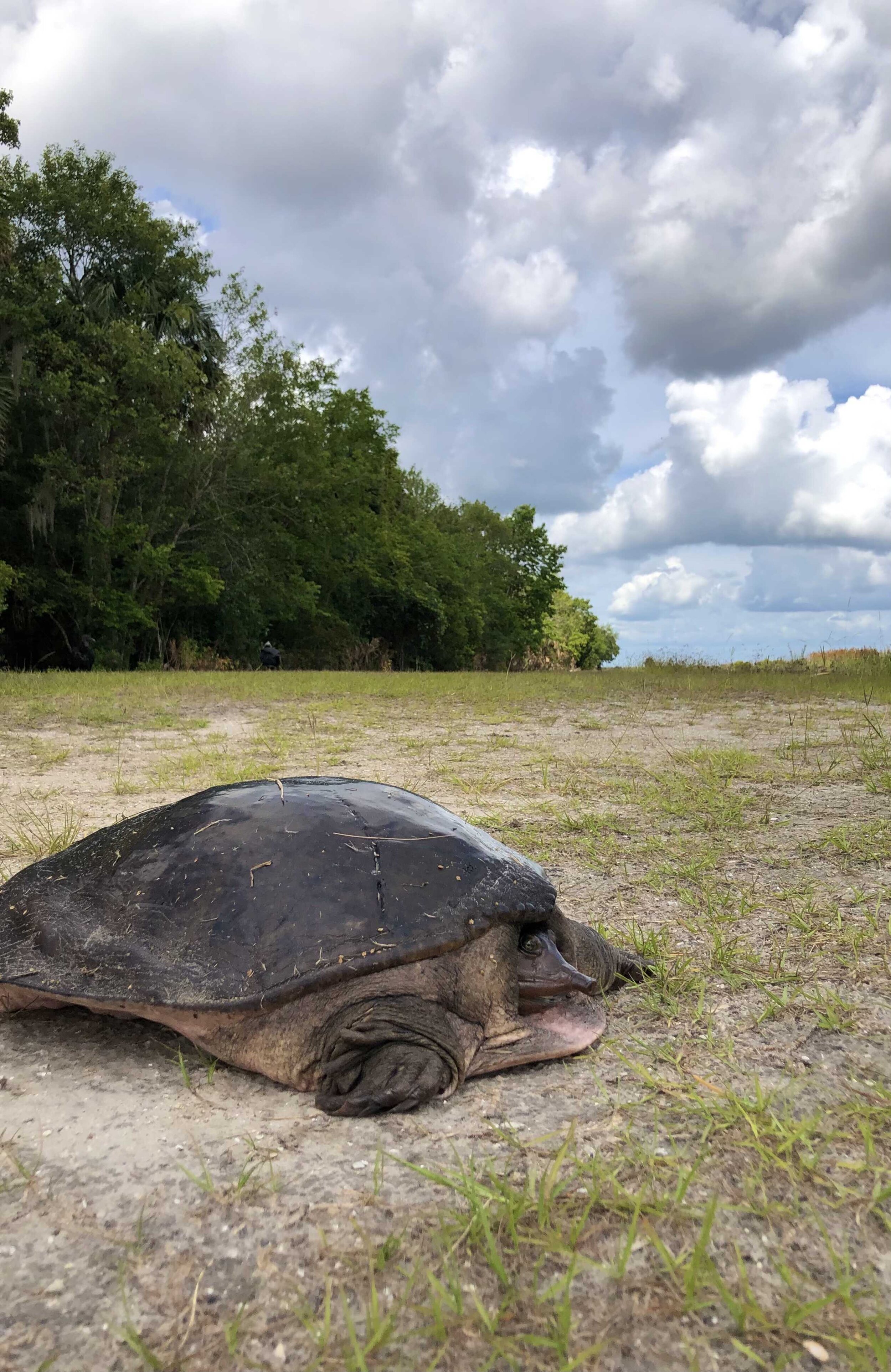  Florida softshell turtle   (Lake Woodruff NWR) 