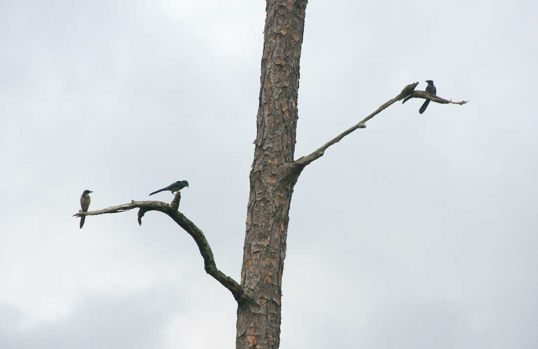  Endemic Florida scrub-jay family   (Ocala National Forest) 