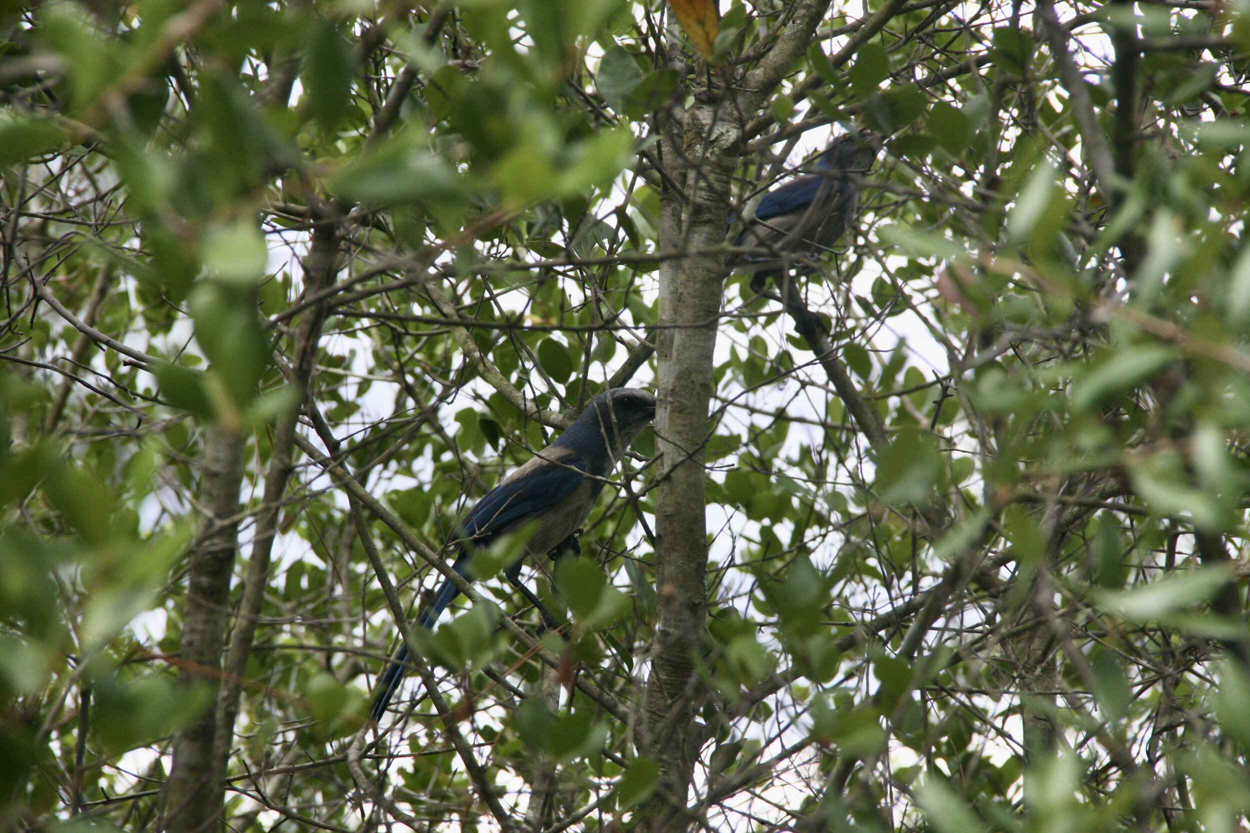  Florida scrub-jay    (Ocala National Forest) 