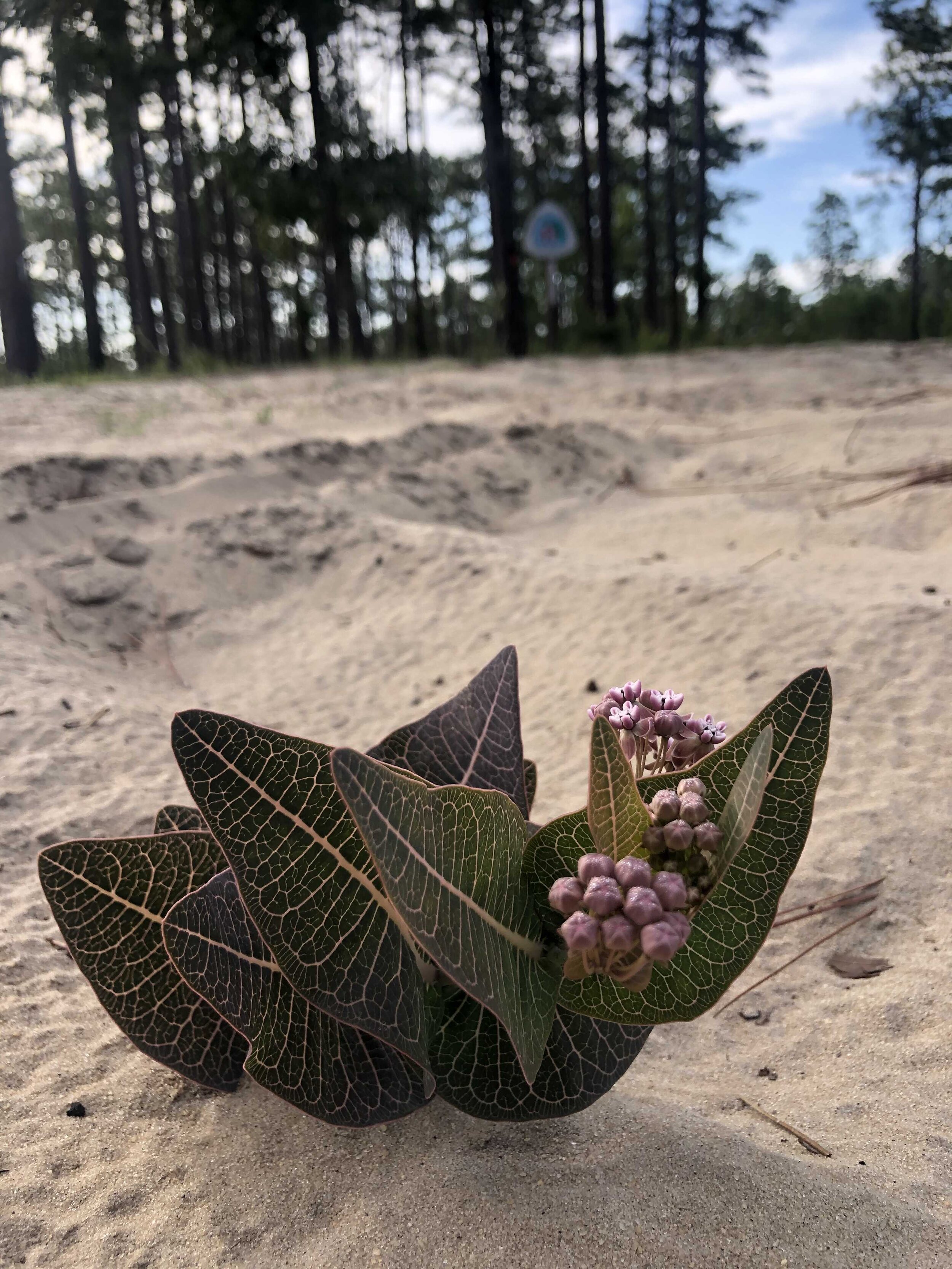  Sandhill milkweed (Asclepias humistrata)   (Ocala National Forest)  