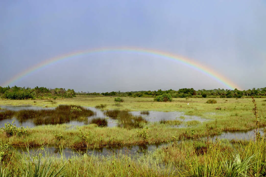 A Venture Within the Florida Wildlife Corridor