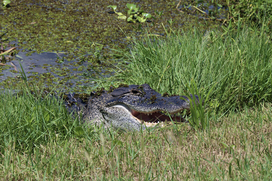  A large alligator basking on the side of the trail in Lake Apopka Wildlife Drive (SJRWMD) 