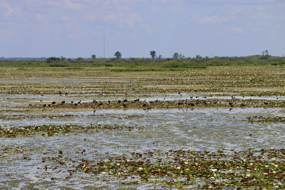  Views from the Lake Apopka Wildlife Drive (SJRWMD) 